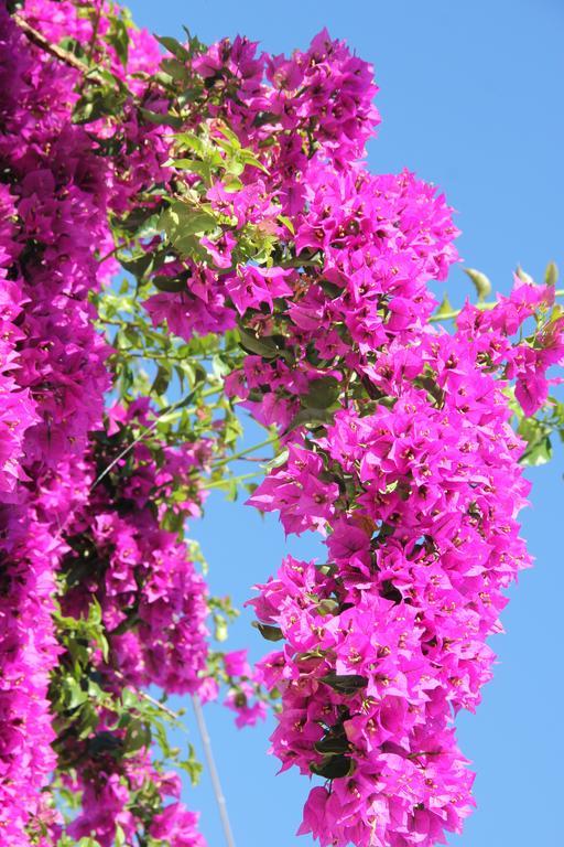 Villa Le Bougainvillea La Maddalena  Zimmer foto